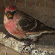 Attēlu rezultāti vaicājumam “Carduelis flammea male”