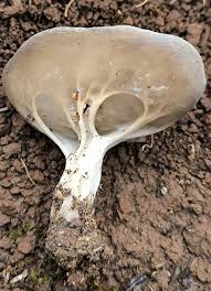 Attēlu rezultāti vaicājumam “Helvella acetabulum”