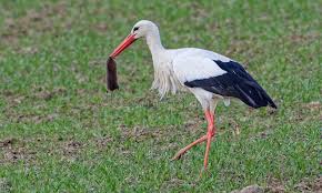 Attēlu rezultāti vaicājumam “Ciconia ciconia adult”