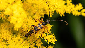 Attēlu rezultāti vaicājumam “Strangalia attenuata”