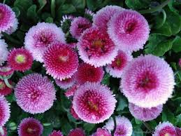 Image result for Bellis perennis