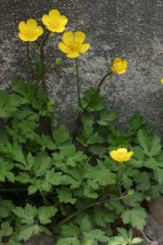 Attēlu rezultāti vaicājumam “Ranunculus repens”