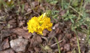 Attēlu rezultāti vaicājumam “Medicago sativa subsp. falcata flower”
