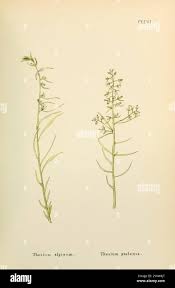 Attēlu rezultāti vaicājumam “Thesium alpinum leaf”