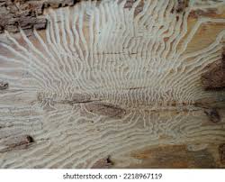 Attēlu rezultāti vaicājumam “Scolytus ratzeburgi”