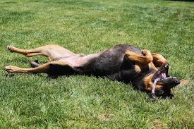 Image result for Carlisle BloodHounds