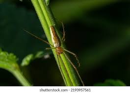 Attēlu rezultāti vaicājumam “Tetragnatha montana”
