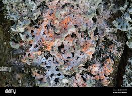 Attēlu rezultāti vaicājumam “Erythricium aurantiacum”