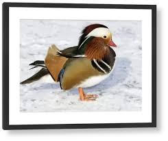 Attēlu rezultāti vaicājumam “Aix galericulata male”