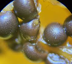 Attēlu rezultāti vaicājumam “Diderma rufostriatum”