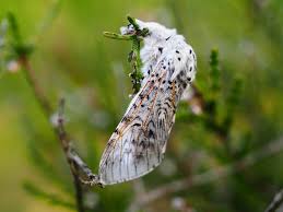 Attēlu rezultāti vaicājumam “Cerura vinula imago”