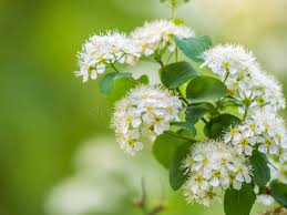 Attēlu rezultāti vaicājumam “Spiraea chamaedryfolia flower”