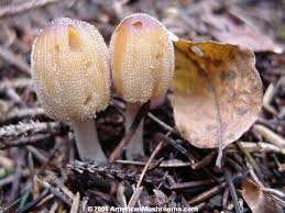 Attēlu rezultāti vaicājumam “Coprinus micaceus”