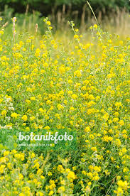 Attēlu rezultāti vaicājumam “Trifolium aureum flower”