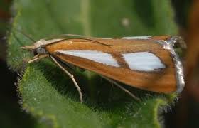 Attēlu rezultāti vaicājumam “Catoptria fulgidella”