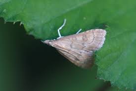 Attēlu rezultāti vaicājumam “Udea fulvalis”