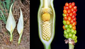 Attēlu rezultāti vaicājumam “Araceae”