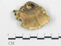 Attēlu rezultāti vaicājumam “Cerrena unicolor”