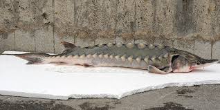 Image result for Acipenser desotoi