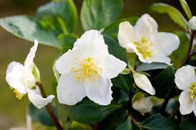 Attēlu rezultāti vaicājumam “Helleborus niger flower”