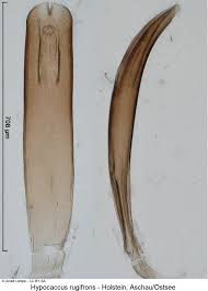 Attēlu rezultāti vaicājumam “Hypocaccus rugiceps”