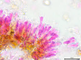 Attēlu rezultāti vaicājumam “Peniophora laurentii”