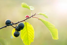 Attēlu rezultāti vaicājumam “Frangula alnus fruit”