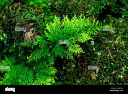 Attēlu rezultāti vaicājumam “Thuidium tamariscinum”