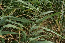 Attēlu rezultāti vaicājumam “Phragmites communis leaf”