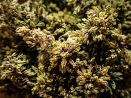 Attēlu rezultāti vaicājumam “Origanum vulgare bud”