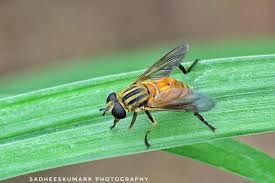 Attēlu rezultāti vaicājumam “Helophilus sp.”