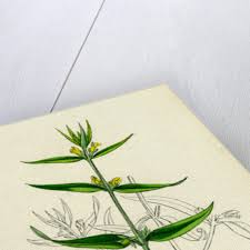 Attēlu rezultāti vaicājumam “Melampyrum sylvaticum”