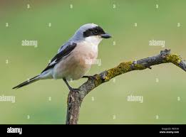 Image result for Lanius minor