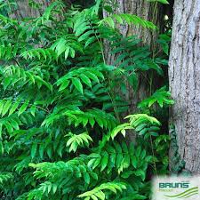 Attēlu rezultāti vaicājumam “Pterocarya fraxinifolia leaf”