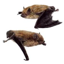 Attēlu rezultāti vaicājumam “Pipistrellus nathusii”