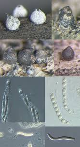 Attēlu rezultāti vaicājumam “Cribraria oregana spores”