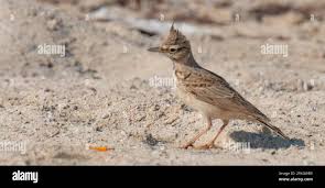 Attēlu rezultāti vaicājumam “Galerida cristata adult”