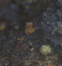 Attēlu rezultāti vaicājumam “Licea castanea spores”