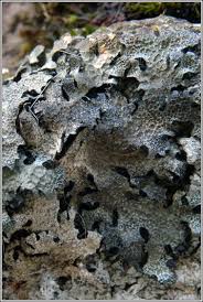 Attēlu rezultāti vaicājumam “Parmelia serrana”