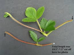 Attēlu rezultāti vaicājumam “Fragaria vesca leaf”