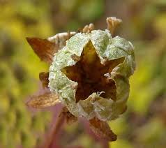 Attēlu rezultāti vaicājumam “Parnassia palustris bud”