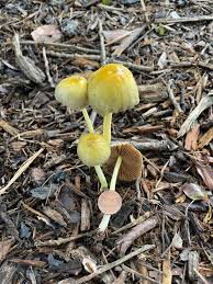 Attēlu rezultāti vaicājumam “Bolbitius vitellinus”