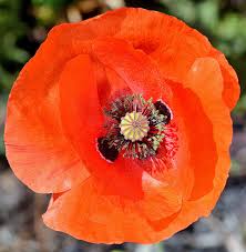 Attēlu rezultāti vaicājumam “Papaver rhoeas”