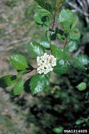 Attēlu rezultāti vaicājumam “Crataegus douglasii”