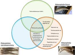 Image result for Platycephalus richardsoni