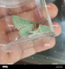 Attēlu rezultāti vaicājumam “Thalera fimbrialis”