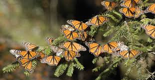 Image result for monarch butterfly