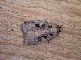 Attēlu rezultāti vaicājumam “Xestia triangulum”