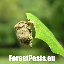 Attēlu rezultāti vaicājumam “Attelabus nitens”