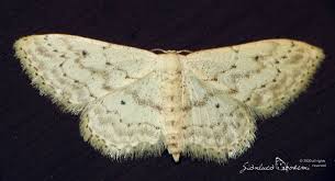 Attēlu rezultāti vaicājumam “Idaea seriata”